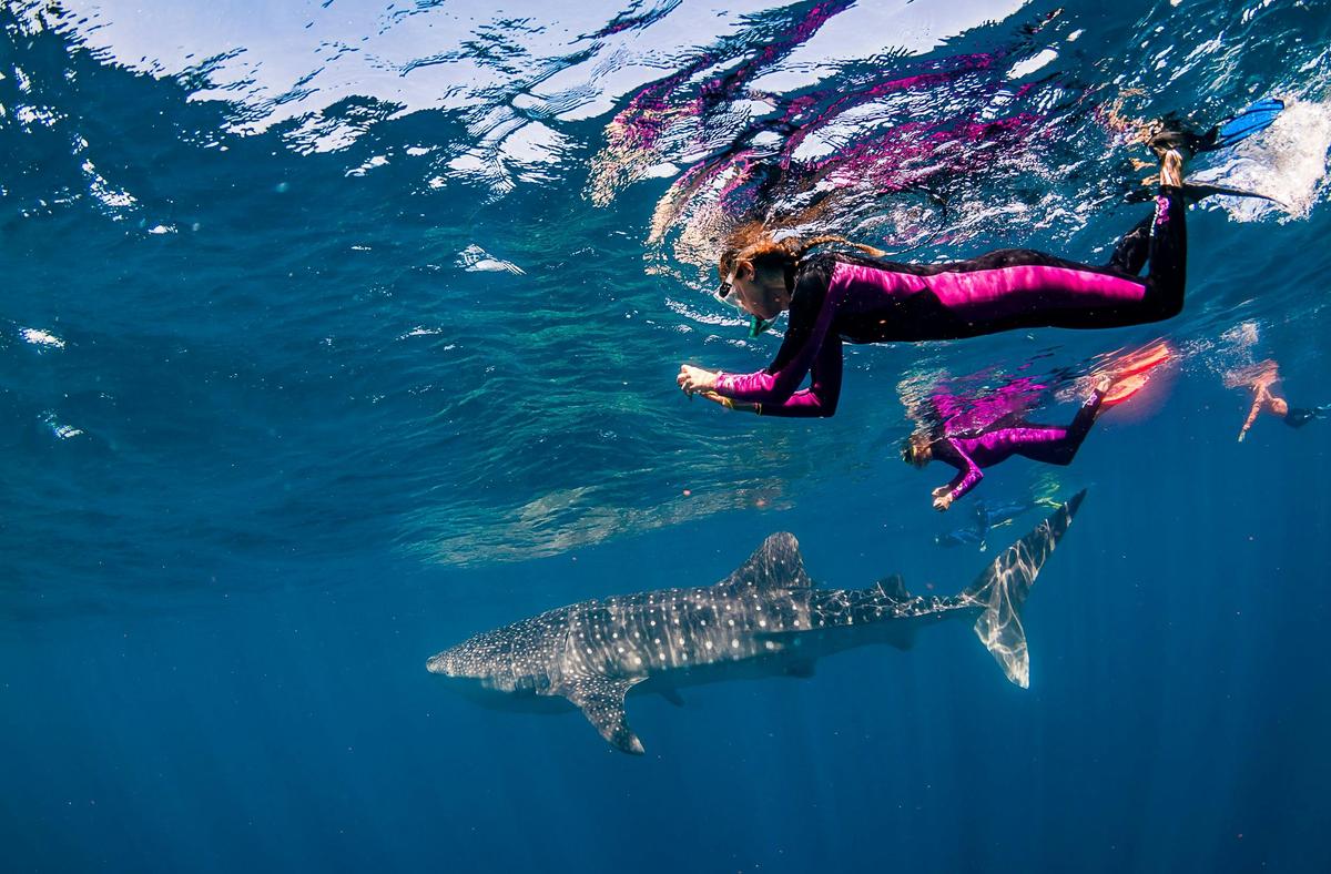 Life on Ningaloo: Humpback whale, whale shark, turtle, and manta ray swimming