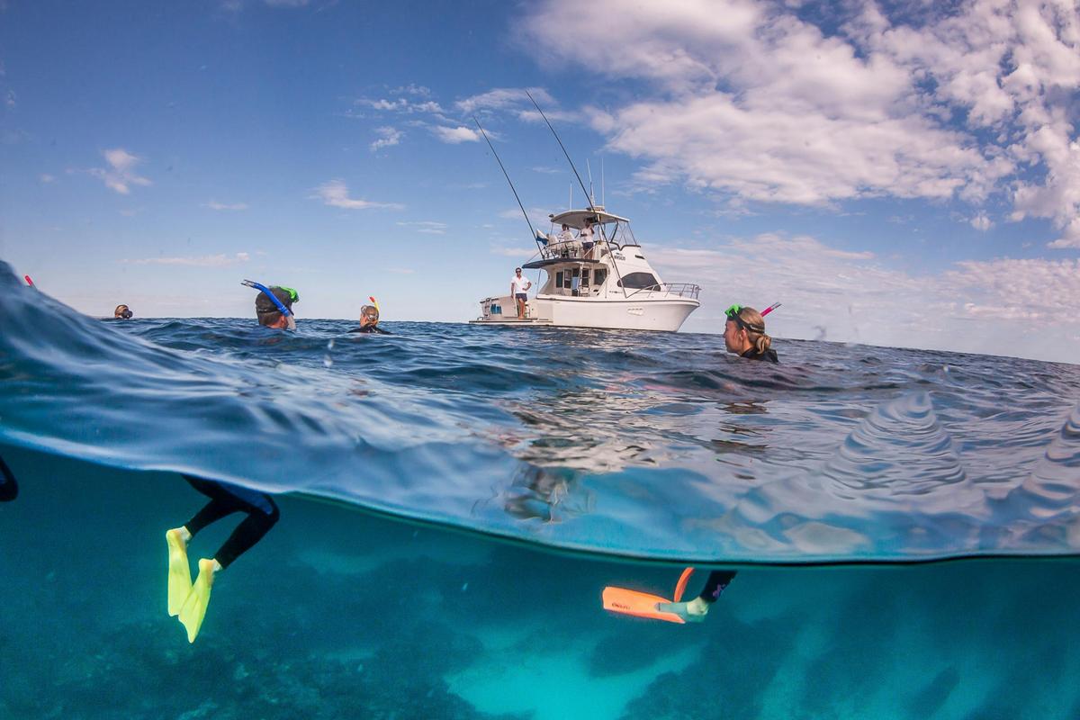Life on Ningaloo: Humpback whale, whale shark, turtle, and manta ray swimming