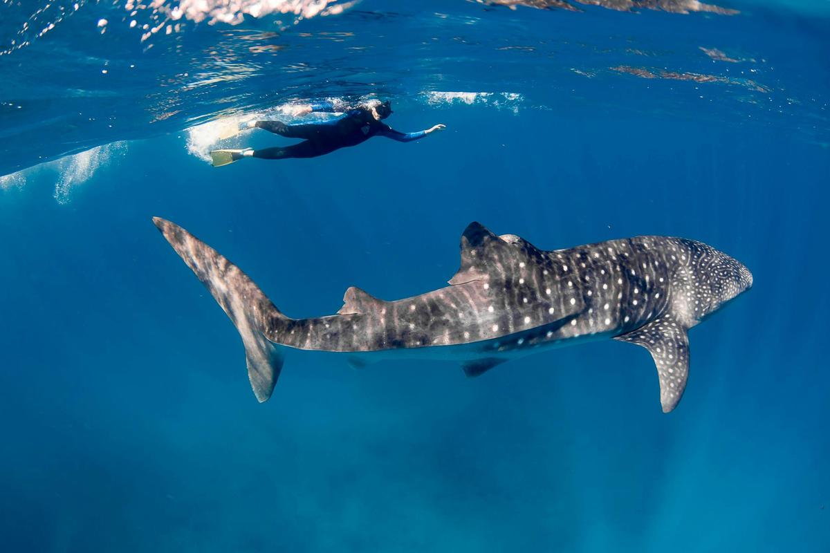 Swim with Whale Sharks