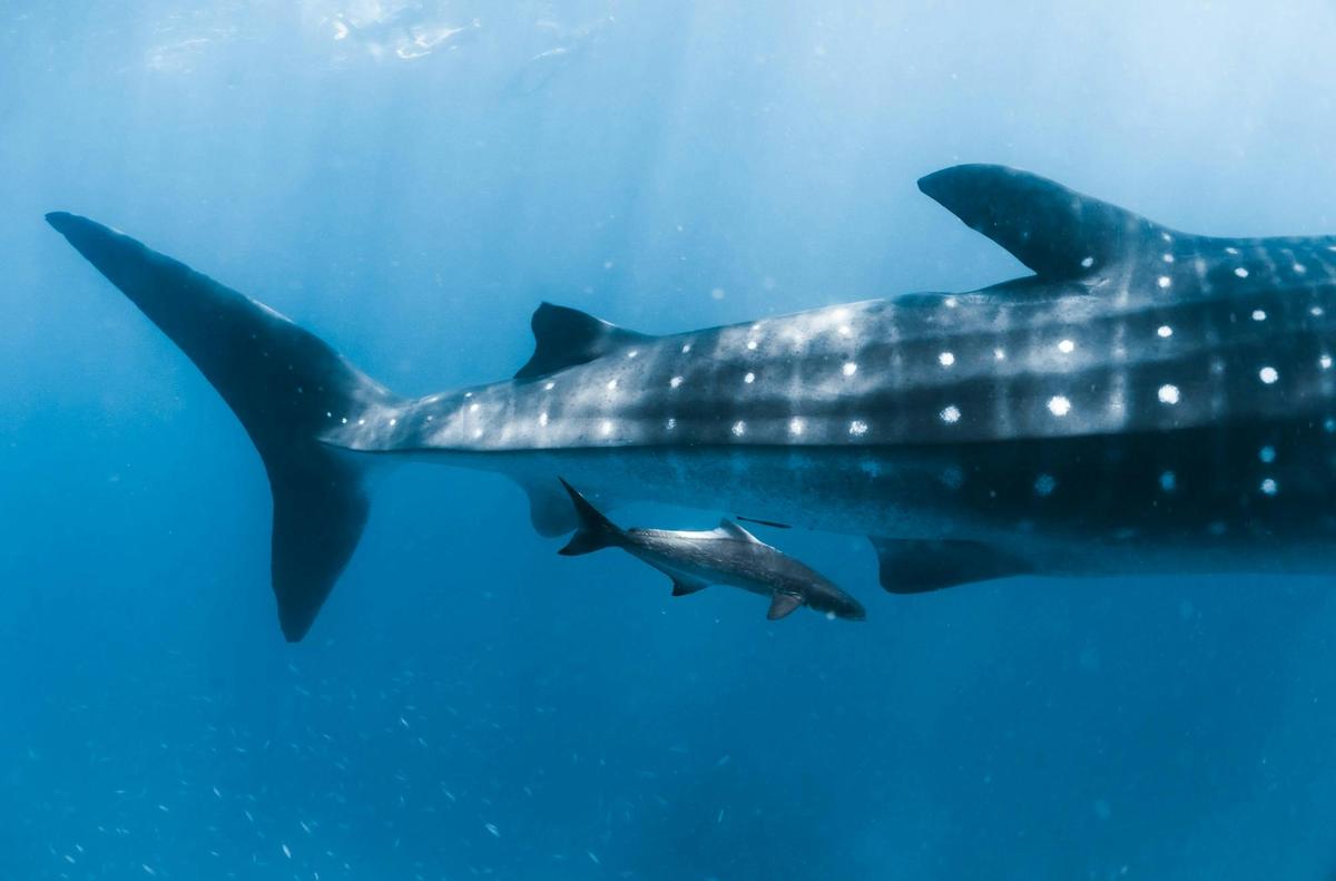 Swim with Whale Sharks
