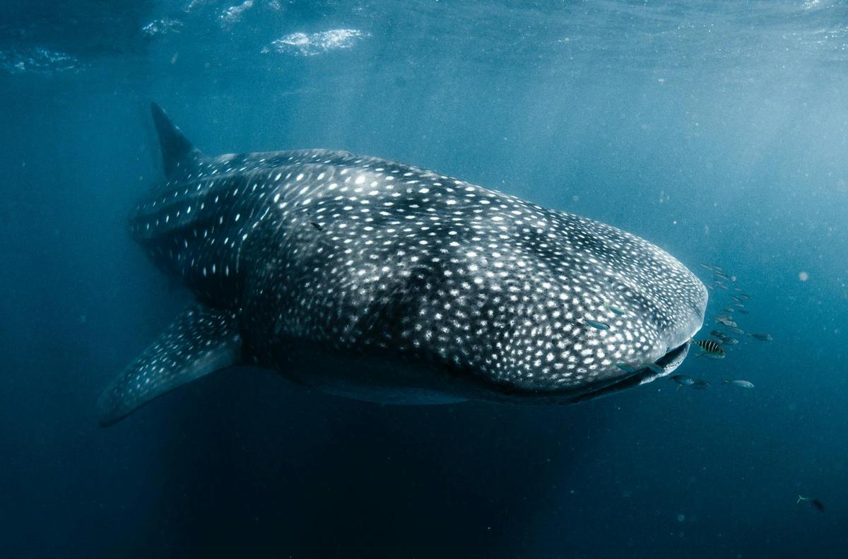 Swim with Whale Sharks