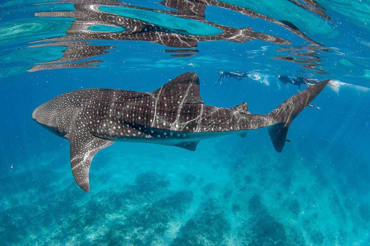 Whale Shark small, single group, swimming with Live Ningaloo