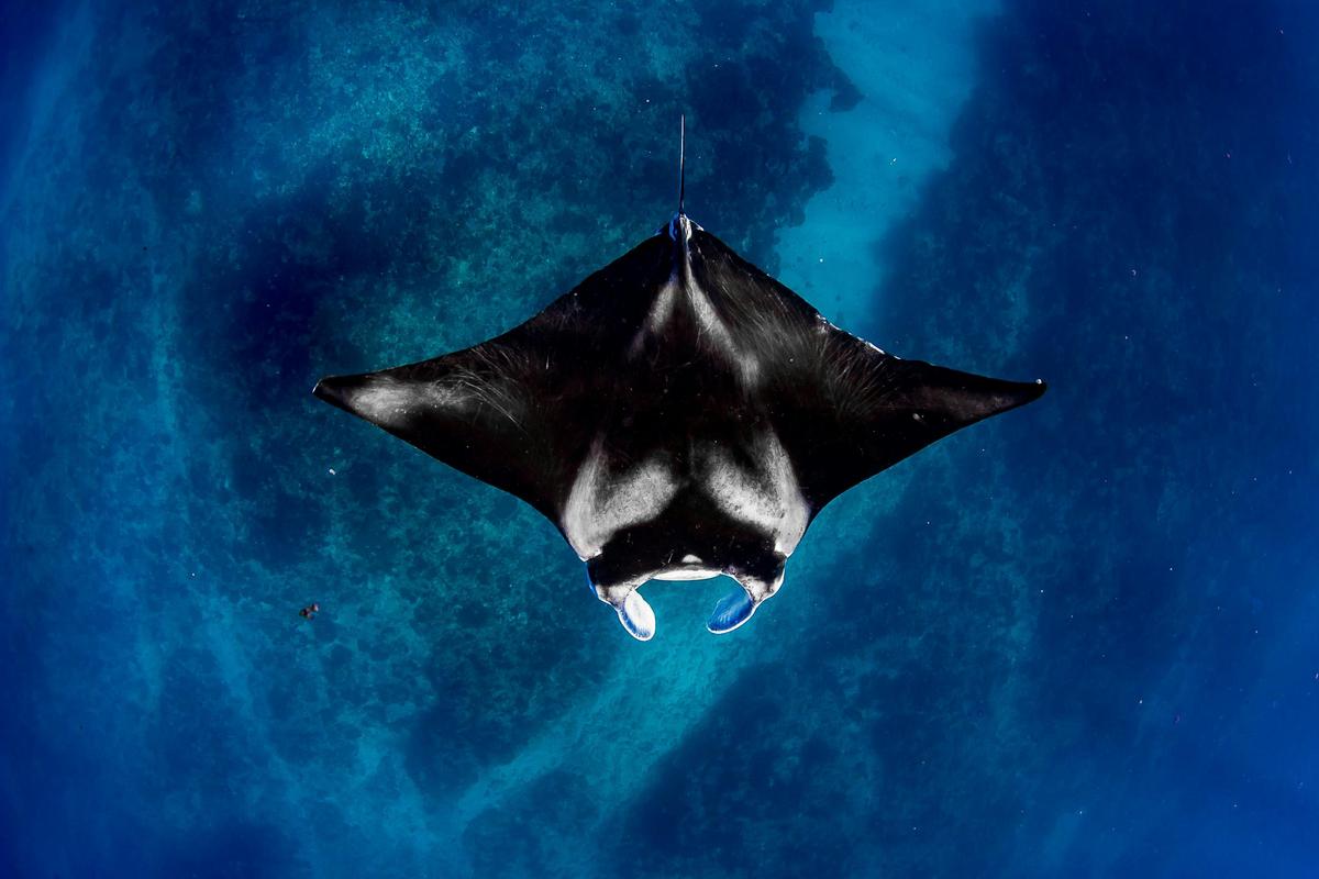 Life on Ningaloo: Humpback whale, whale shark, turtle, and manta ray swimming