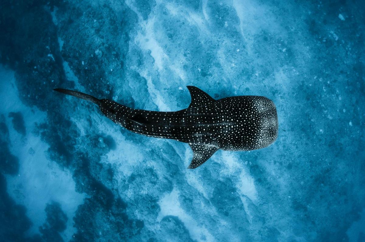 Swim with Whale Sharks