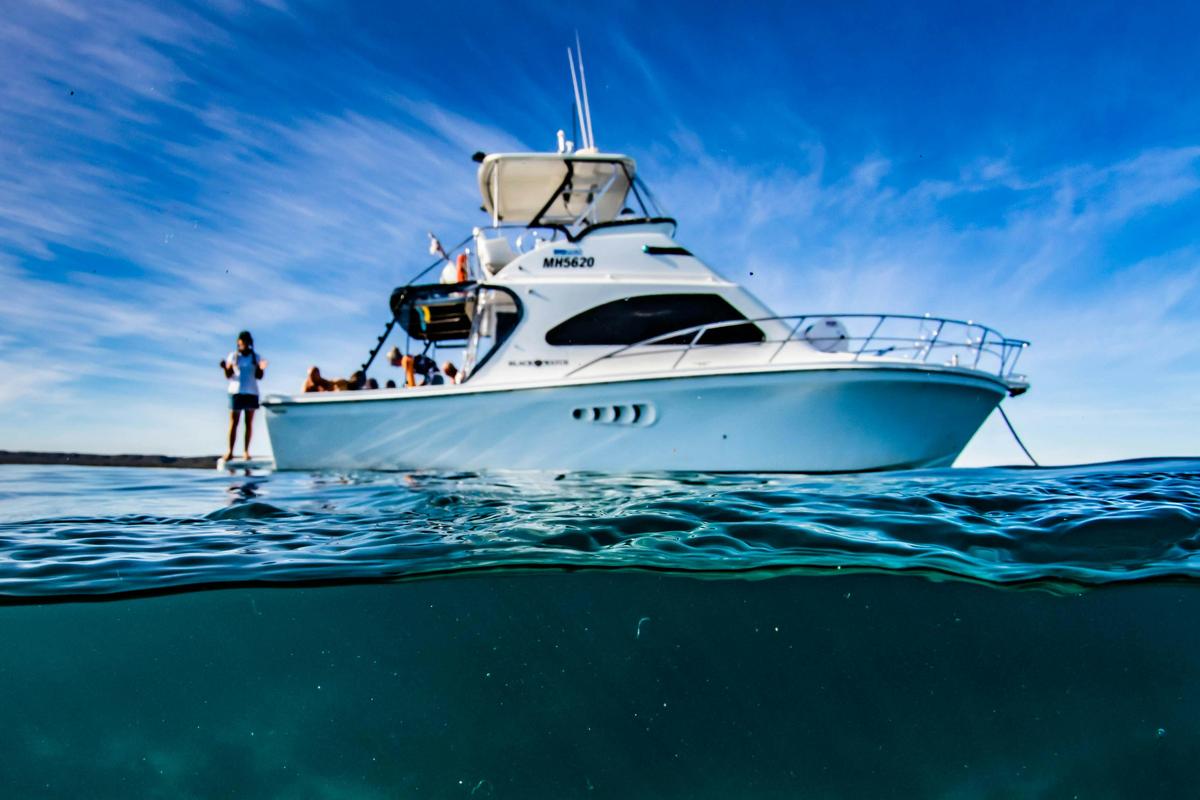 Life on Ningaloo: Humpback whale, whale shark, turtle, and manta ray swimming