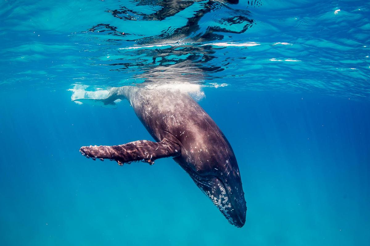 Beautiful humpback whale on their small group Live Ningaloo tour