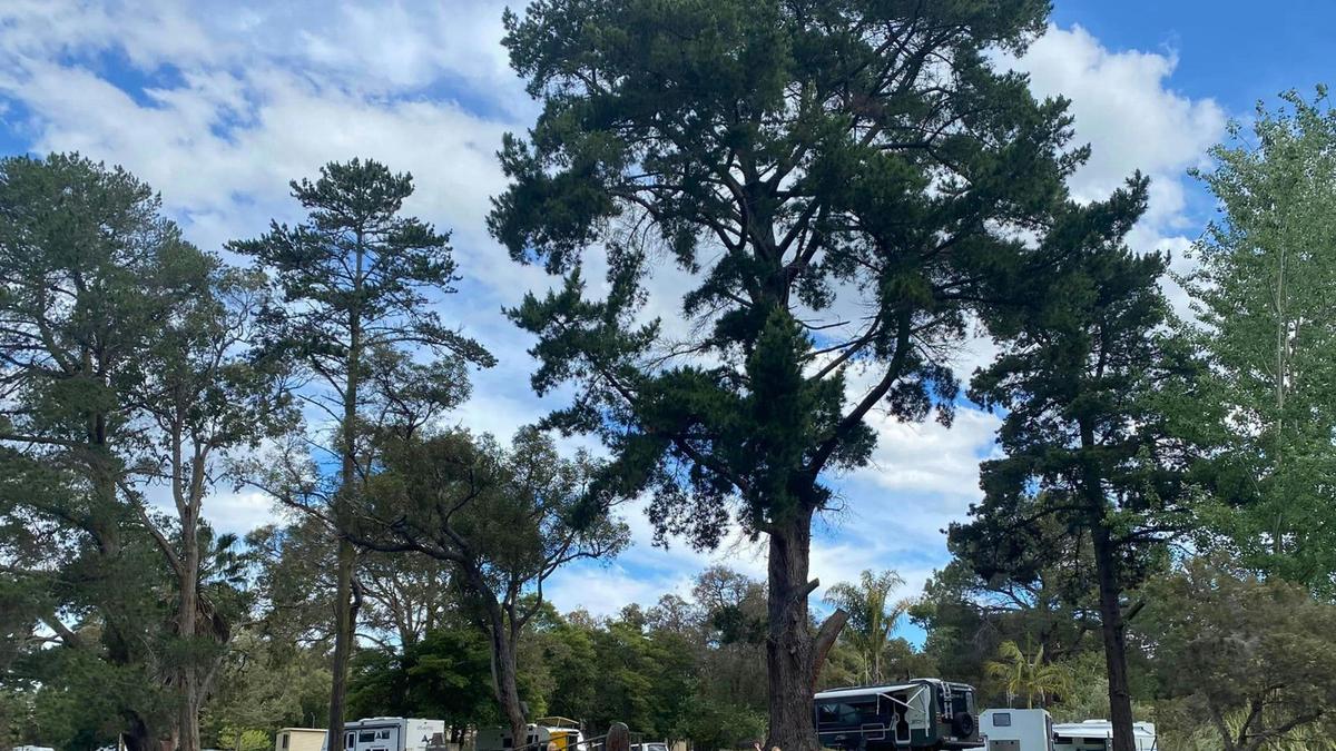 King River Palms Caravan Park