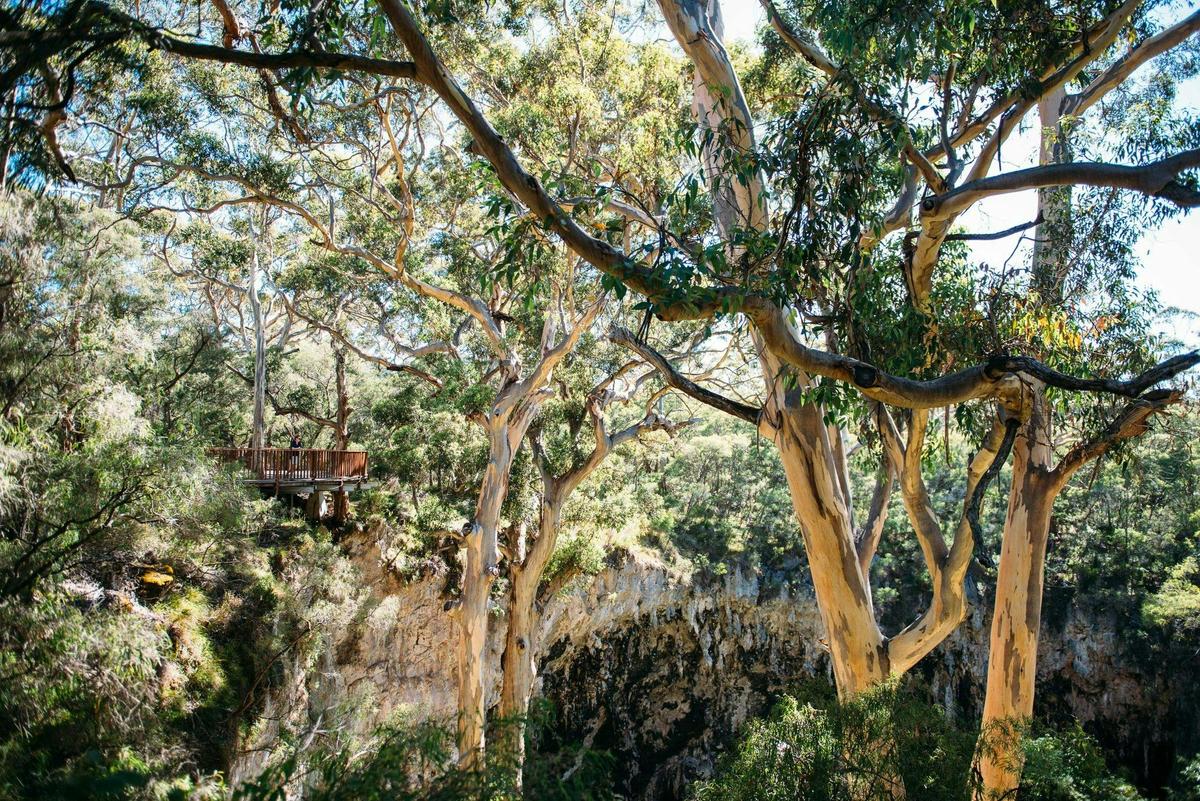 Inside the doline, gaze up at the towering karri trees from the floor of the sunken forest.