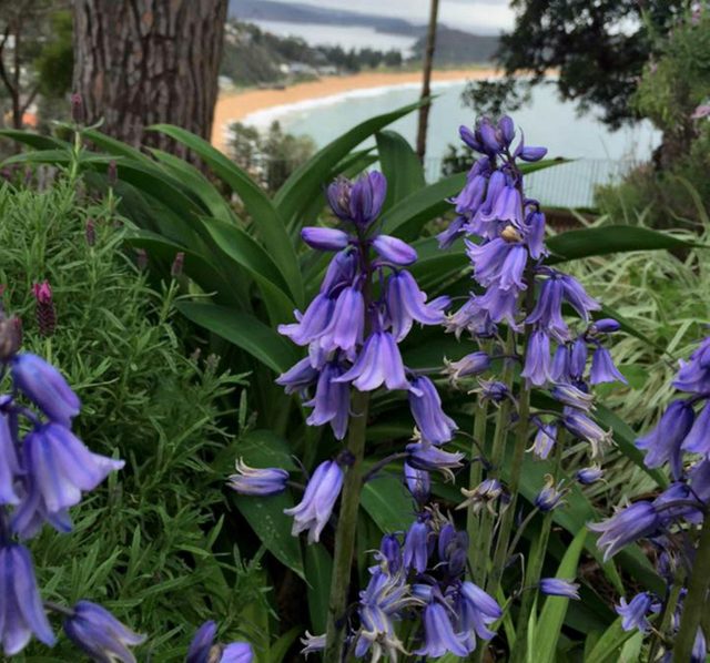 The Beach Bible Garden