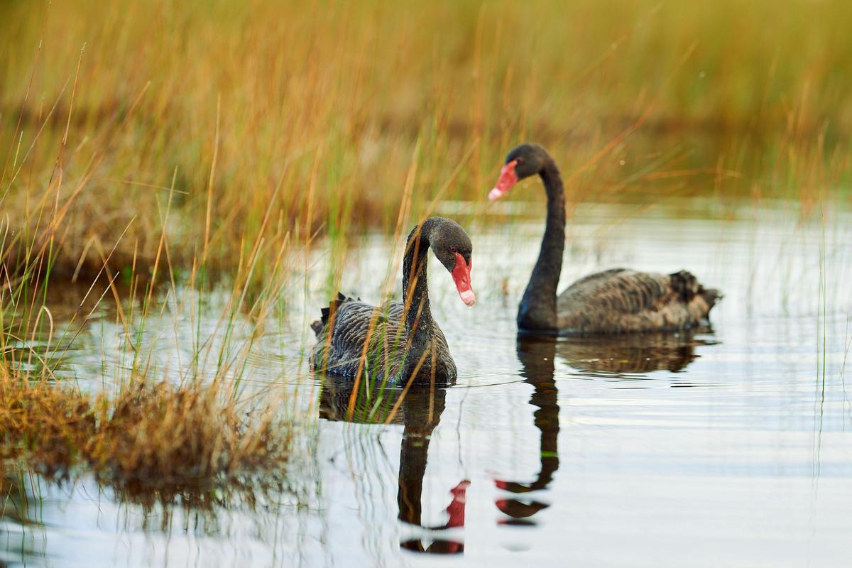Black Swans