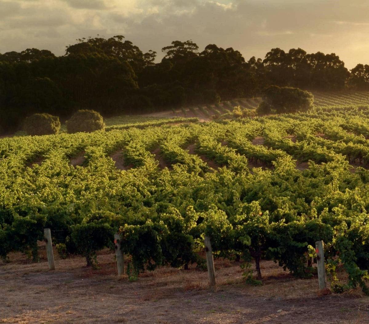 Margaret River Wineries, Caves, Ocean and Karri