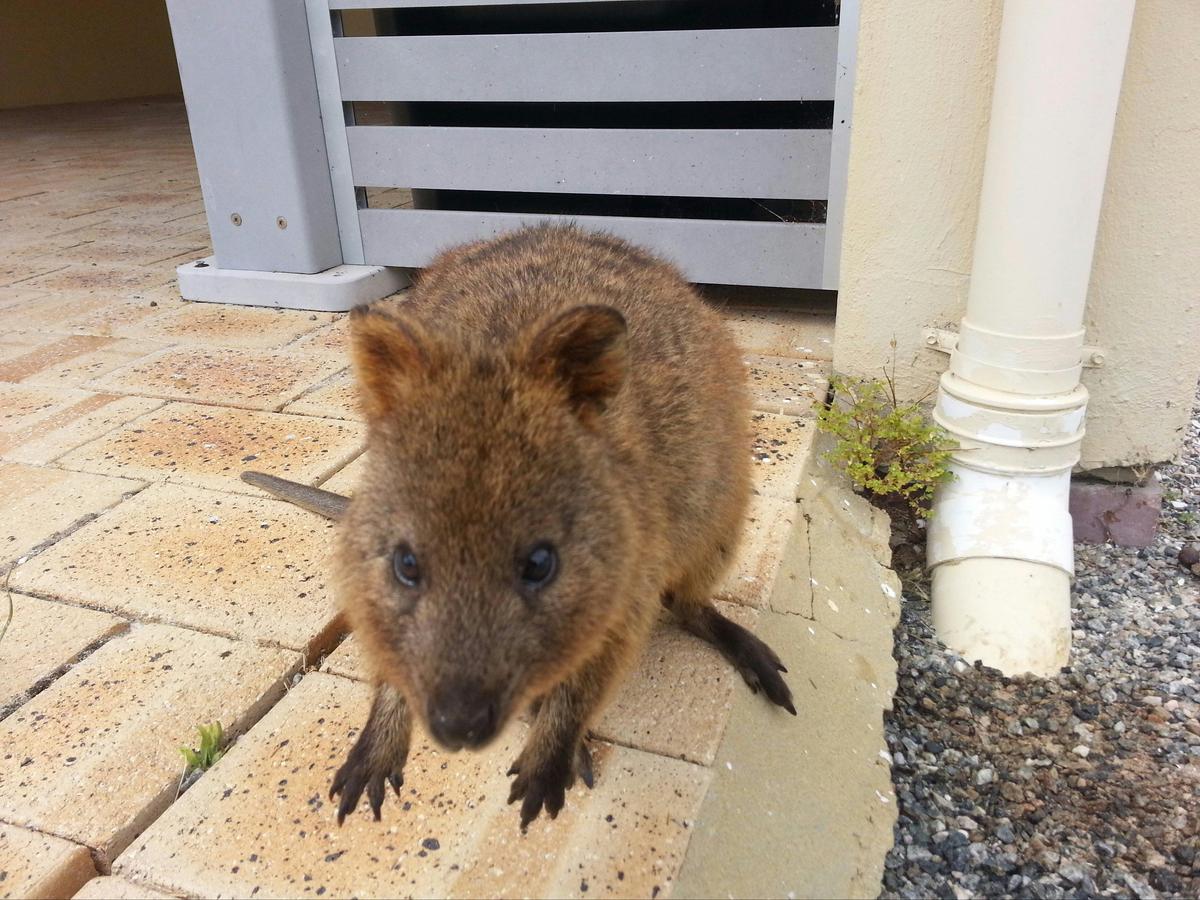 Rottnest Island - Half Day