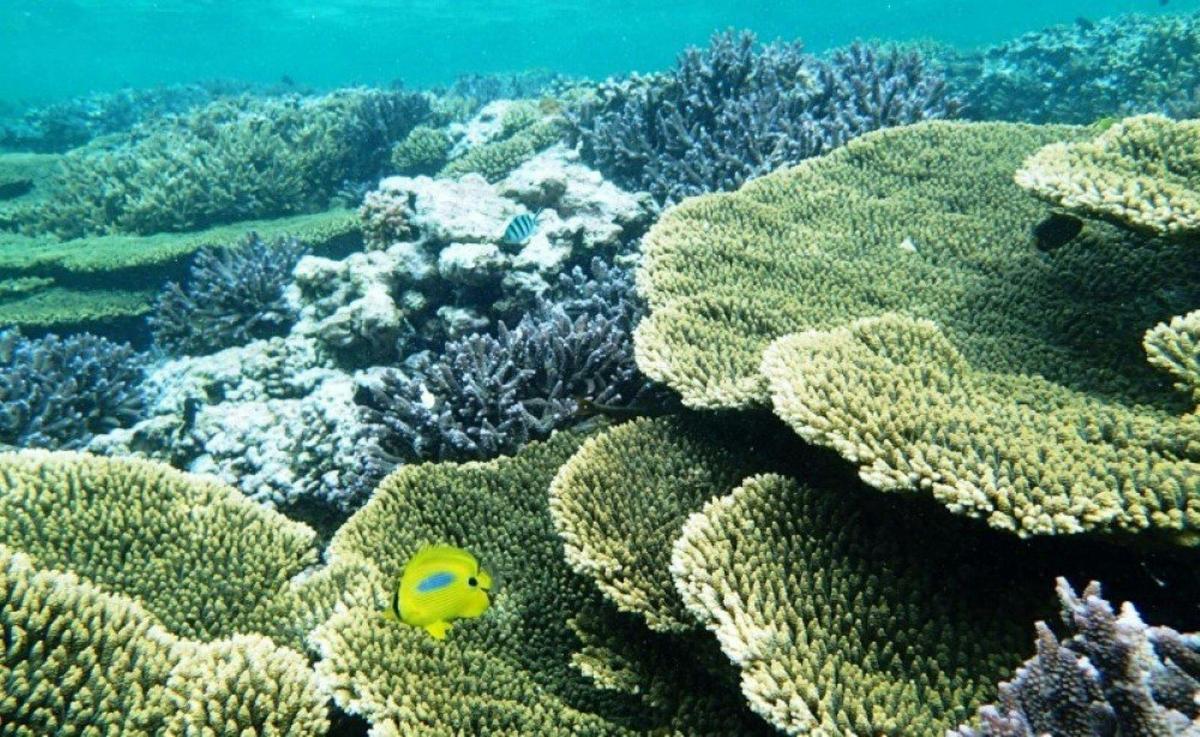 Abrolhos Islands Scenic and Snorkel Adventure Tour