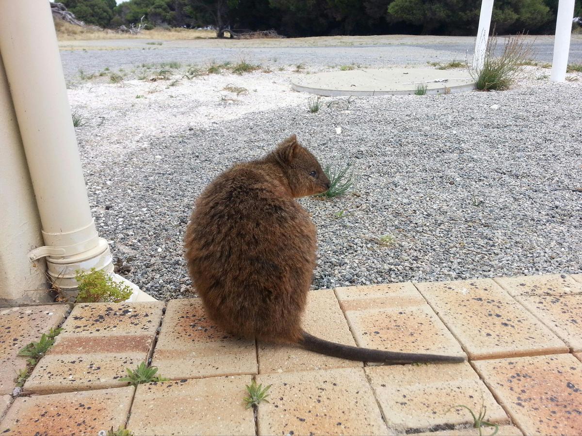 Rottnest Island - Half Day