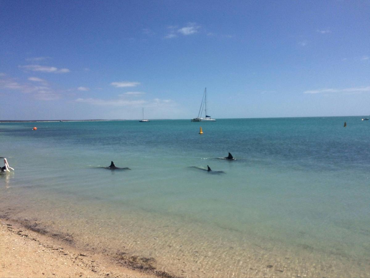 Monkey Mia Dolphins Tour
