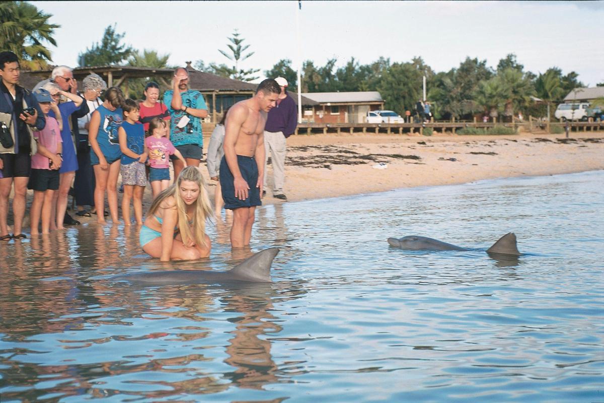 Dolphin feeding at Monkey Mia