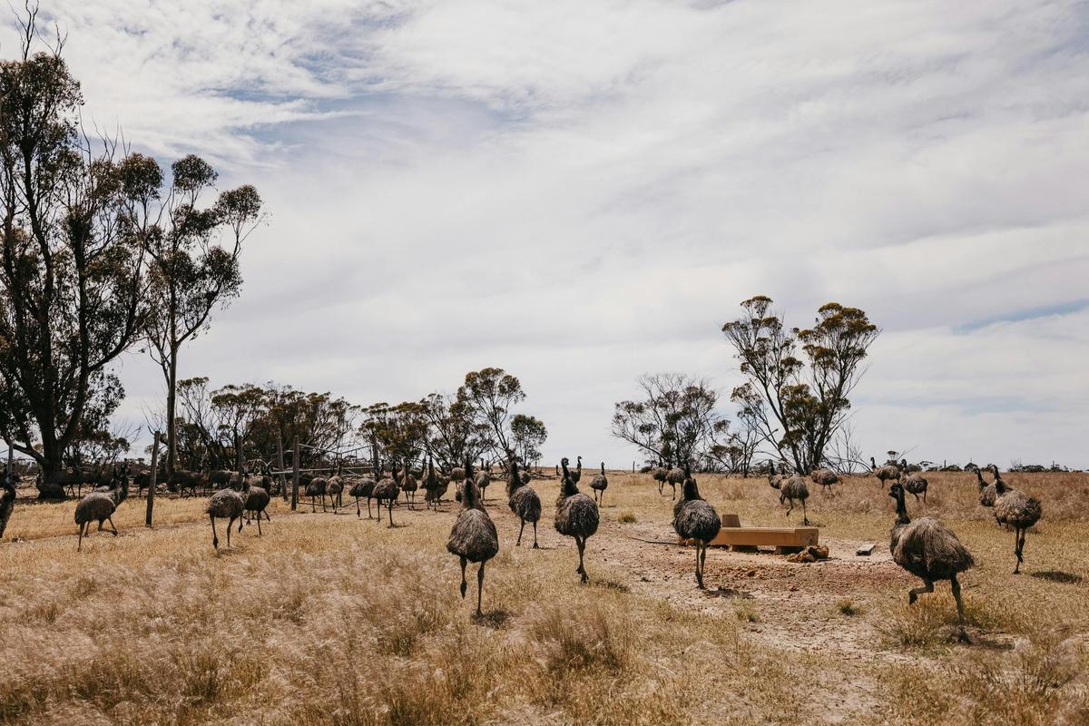 Emu Essence Farm, near Kukerin
