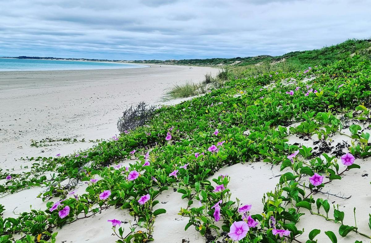 Cable Beach Muwarrt