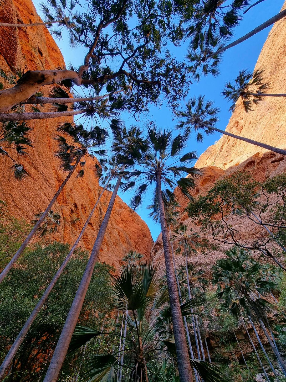 Halls Creek to Purnululu (Bungle Bungles): Day Trek+