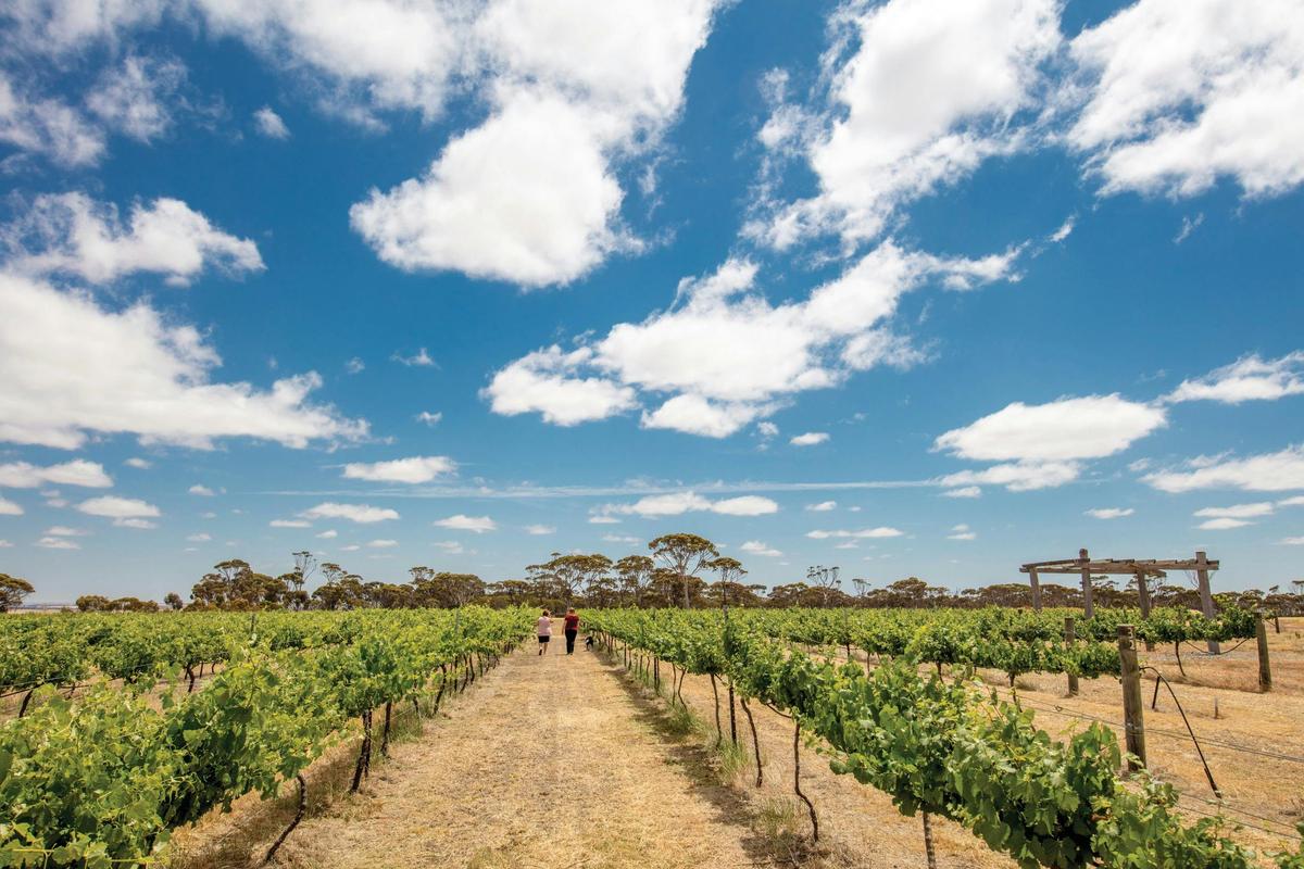 Walkers Hill Vineyard, Lake Grace