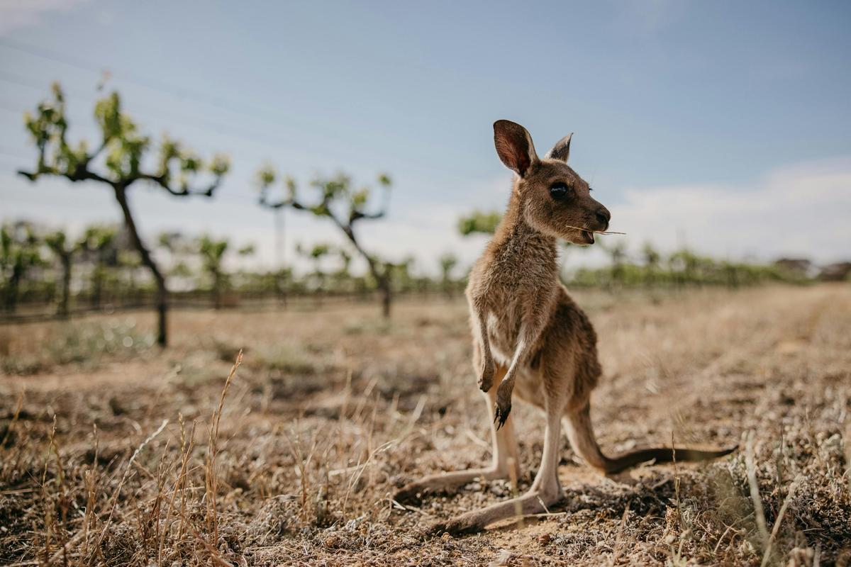 Walkers Hill Winery, Lake Grace