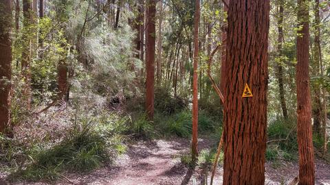 Teen Hikers: Bibbulmun Track Adventure — Valley of the Giants