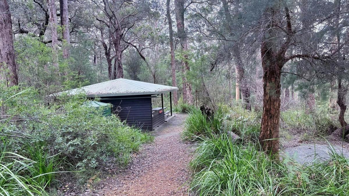 Teen Hikers: Bibbulmun Track Adventure — Valley of the Giants