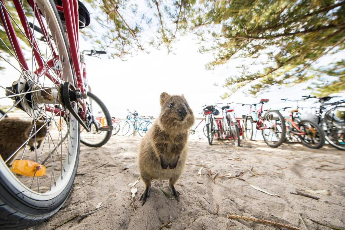 Rottnest Island Guided Cycling Day Tour