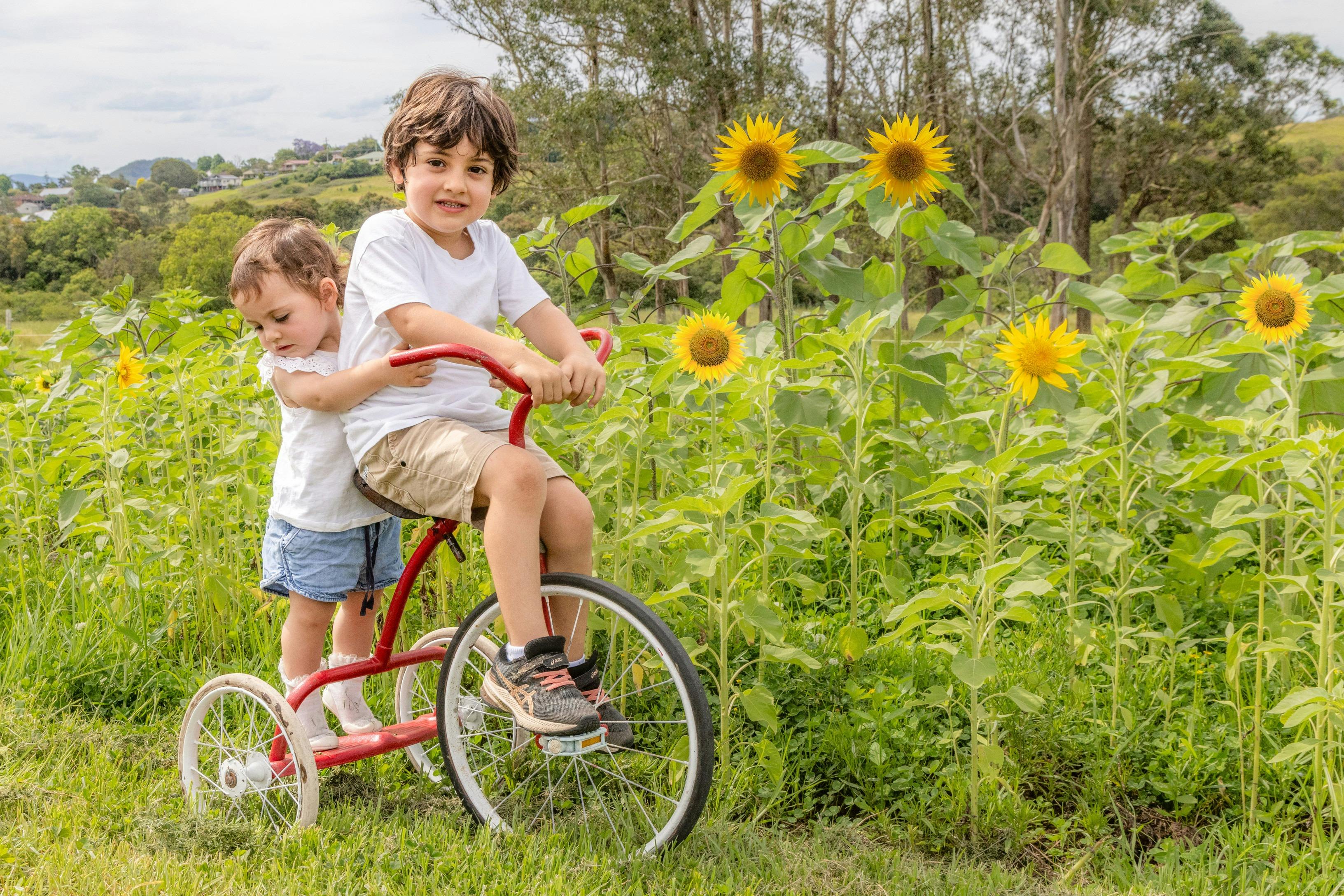 Community pick-your-own sunflowers field days