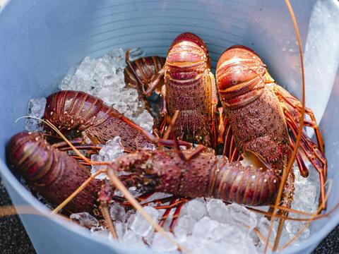 Lobster Catch and Cook Cruise