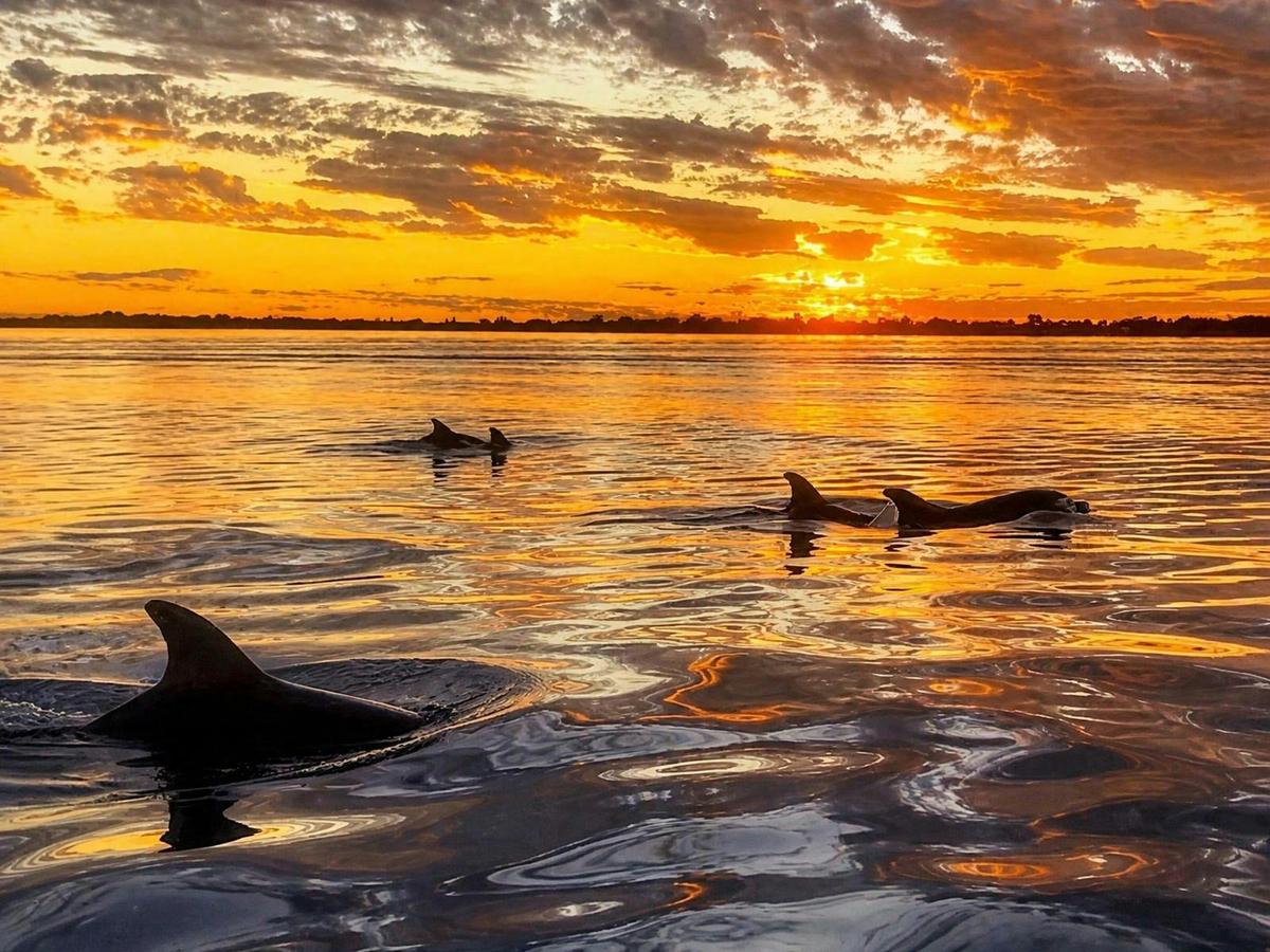 Sundowner Cruise