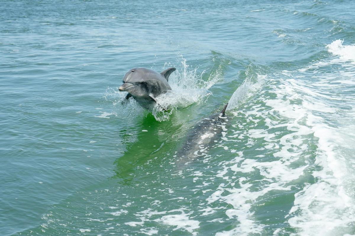 Giant and Dolphin Sightseeing Cruise