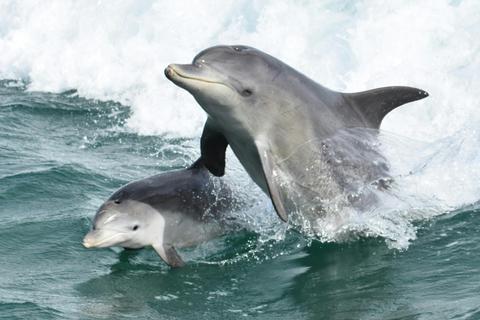 Dolphin Cruise and Views