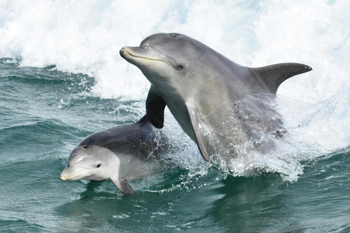 Dolphin Cruise and Views