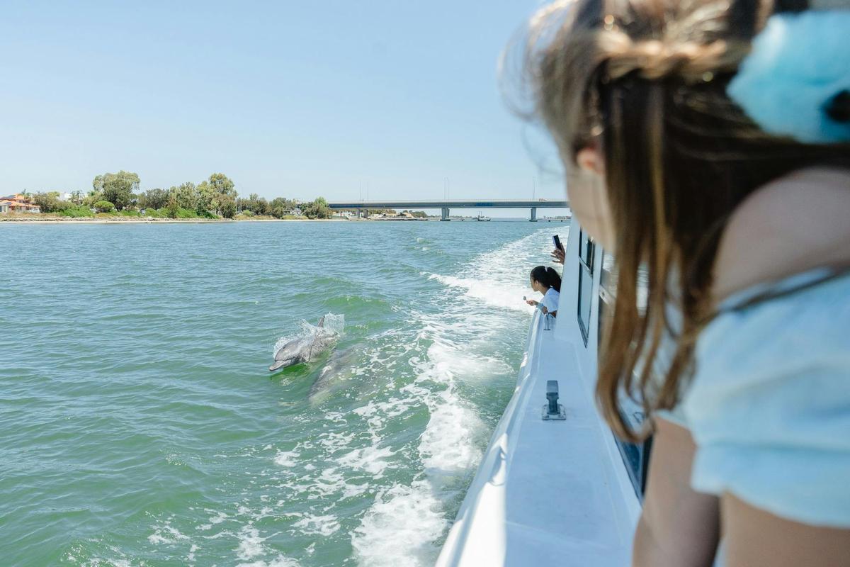 Giant and Dolphin Sightseeing Cruise