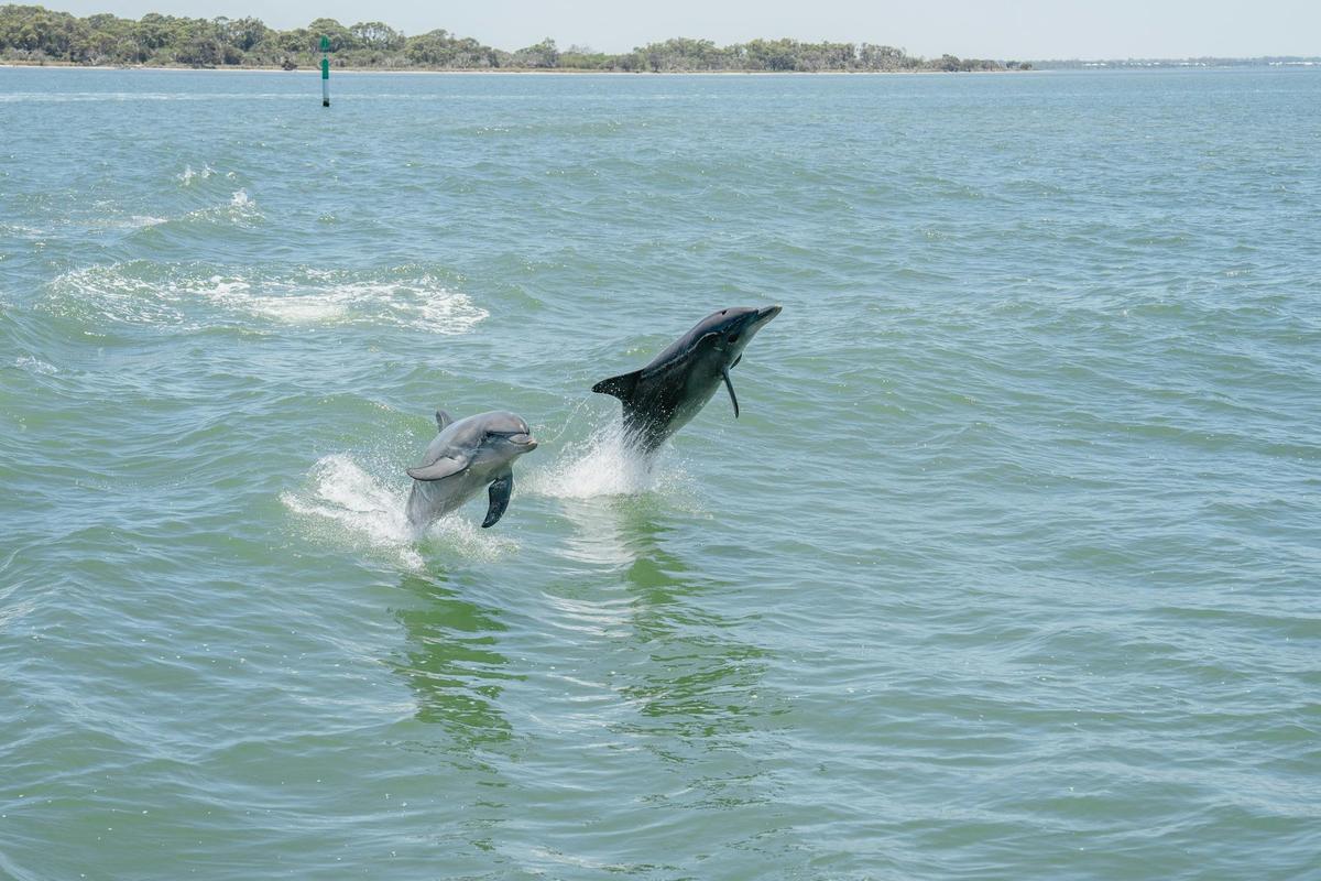 Giant and Dolphin Sightseeing Cruise