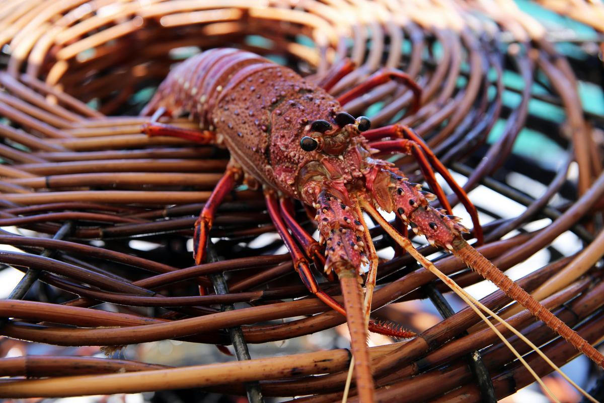 Wild Seafood Experience