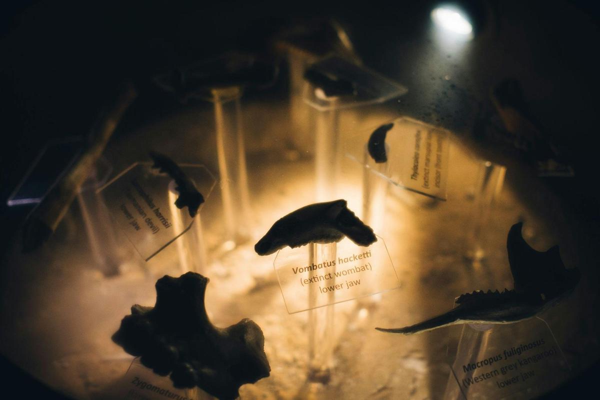 See the fossil display of creatures unearthed inside Mammoth Cave.