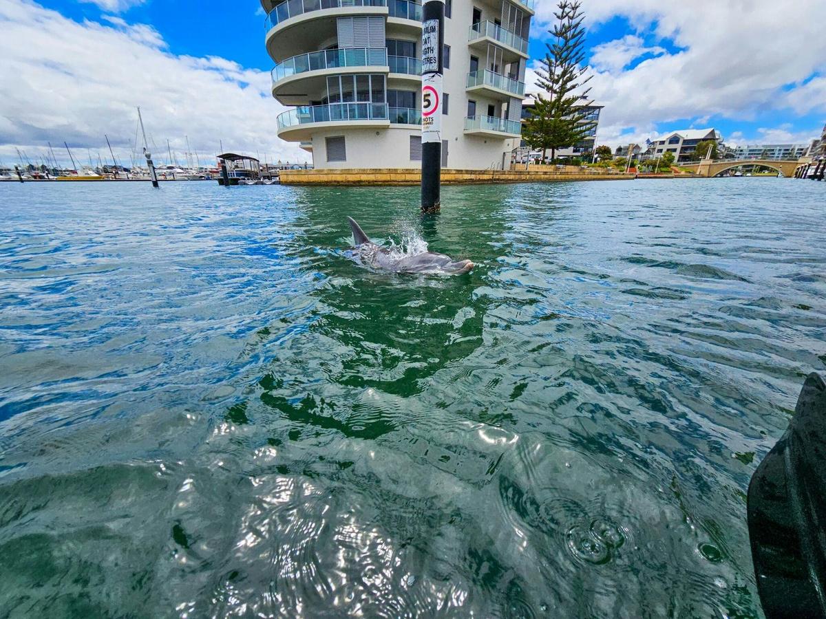 Mandurah's Venetian Canals are home to wild dolphins