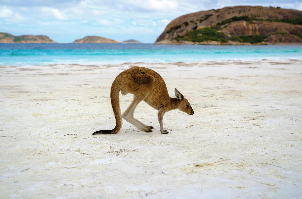 Kangaroo at Lucky Bay, Cape Le Grand National Park