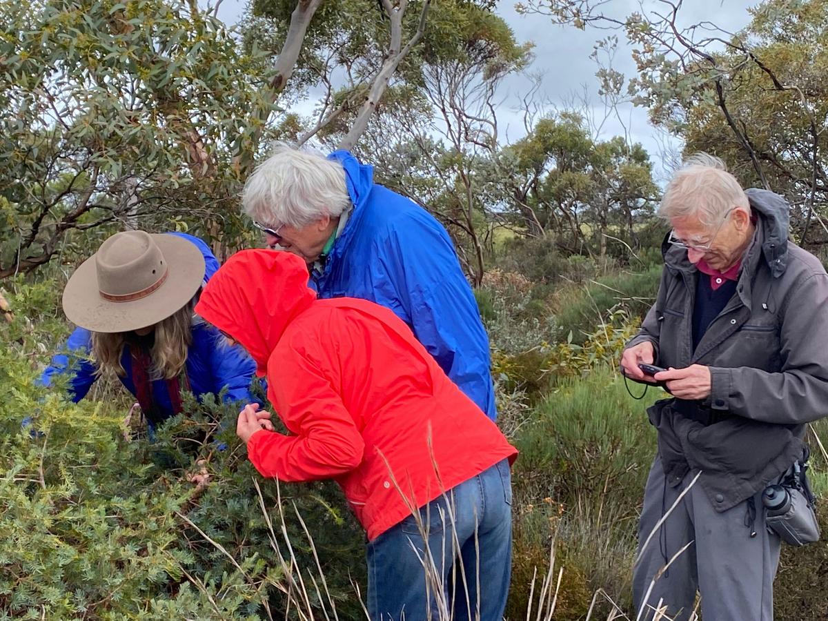 7 Day Southern WA Wildflower Tour