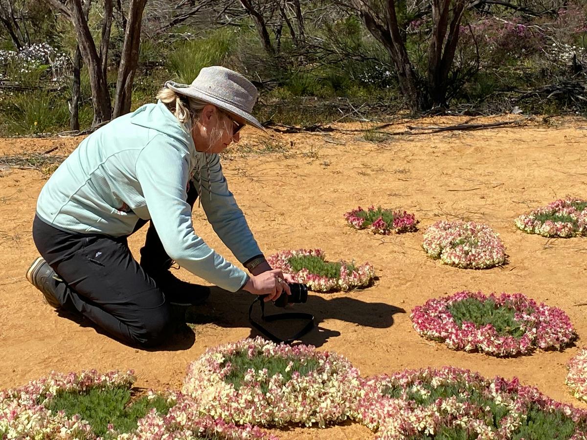 4 Day Northern Wildflower Tour