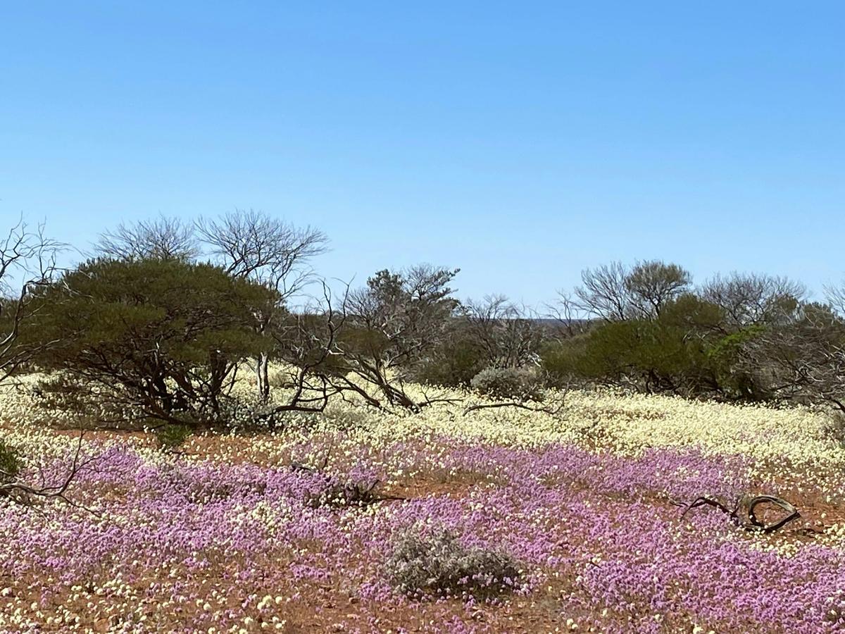 4 Day Northern Wildflower Tour