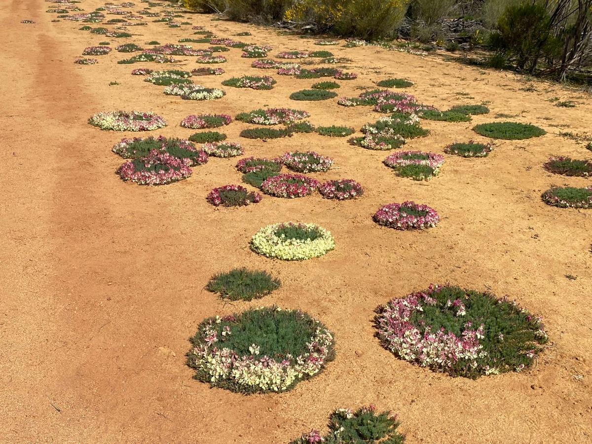 4 Day Northern Wildflower Tour