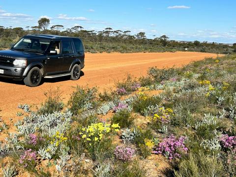 7 Day Southern WA Wildflower Tour