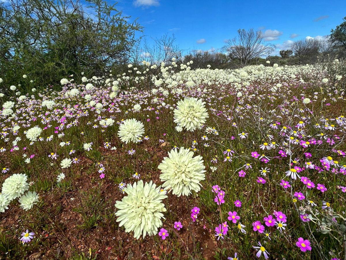 Northern Outback Wildflower 7-Day Tour