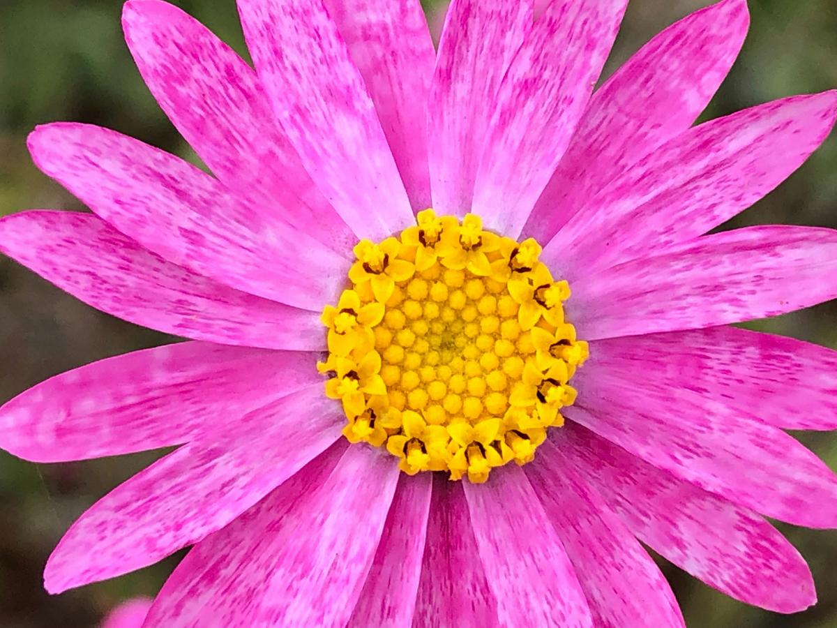 Northern Outback Wildflower 7-Day Tour
