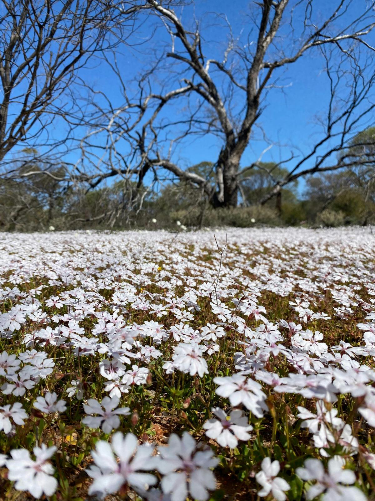 4 Day Northern Wildflower Tour