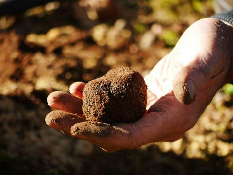 Southern Forests Truffle Hunt