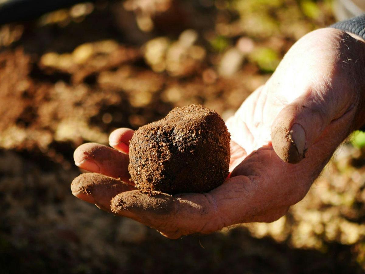 Southern Forests Truffle Hunt